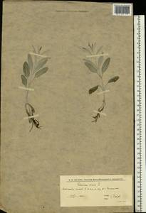 Вероника седая L., Восточная Европа, Нижневолжский район (E9) (Россия)