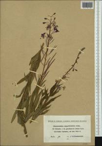 Chamaenerion angustifolium subsp. angustifolium, Западная Европа (EUR) (Болгария)