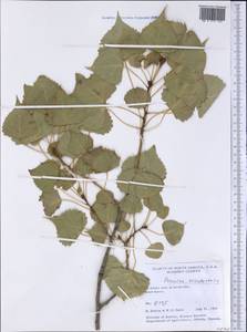 Populus deltoides subsp. monilifera (Ait.) Eckenwalder, Америка (AMER) (США)