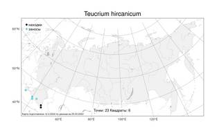 Teucrium hircanicum, Дубровник гирканский L., Атлас флоры России (FLORUS) (Россия)