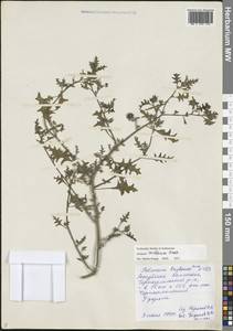 Паслен трехцветковый Nutt., Восточная Европа, Нижневолжский район (E9) (Россия)