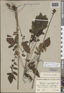 Валериана сердечниковая M.Bieb., Кавказ, Южная Осетия (K4b) (Южная Осетия)