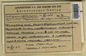 Pleurozium schreberi (Willd. ex Brid.) Mitt., Гербарий мохообразных, Мхи - Дальний Восток (без Чукотки и Камчатки) (B20) (Россия)