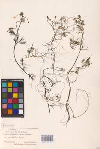 Лютик, Восточная Европа, Эстония (E2c) (Эстония)