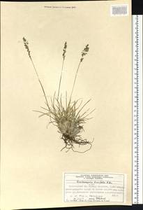 Deschampsia cespitosa subsp. septentrionalis Chiapella, Сибирь, Центральная Сибирь (S3) (Россия)