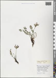 Остролодочник Оверина Bunge, Кавказ, Ставропольский край, Карачаево-Черкесия, Кабардино-Балкария (K1b) (Россия)