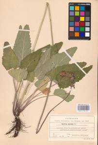 MHA 0 156 251, Шалфей поникающий L., Восточная Европа, Северо-Украинский район (E11) (Украина)