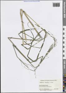 Молиния голубая (L.) Moench, Кавказ, Краснодарский край и Адыгея (K1a) (Россия)