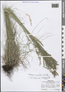 Овсяница скальная, Овсяница каменистая Heuff., Восточная Европа, Средневолжский район (E8) (Россия)