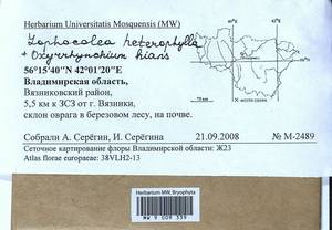 Lophocolea heterophylla (Schrad.) Dumort., Гербарий мохообразных, Мхи - Центральное Нечерноземье (B6) (Россия)