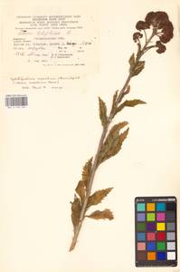 Очитник обыкновенный (L.) H.Ohba, Восточная Европа, Западно-Украинский район (E13) (Украина)