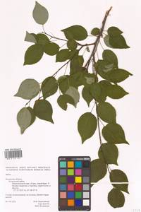 Яблоня, Восточная Европа, Центральный район (E4) (Россия)