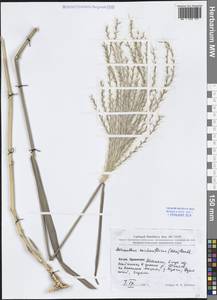 Веероцветник сахароцветный (Maxim.) Benth. & Hook.f. ex Franch., Зарубежная Азия (ASIA) (КНР)