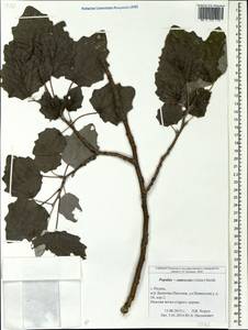 Populus × canescens (Aiton) Sm., Восточная Европа, Центральный район (E4) (Россия)