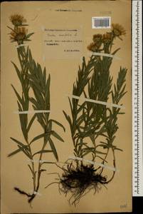 Pentanema ensifolium (L.) D. Gut. Larr., Santos-Vicente, Anderb., E. Rico & M. M. Mart. Ort., Кавказ, Ставропольский край, Карачаево-Черкесия, Кабардино-Балкария (K1b) (Россия)
