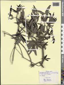 Прутняк обыкновенный L., Кавказ, Черноморское побережье (от Новороссийска до Адлера) (K3) (Россия)