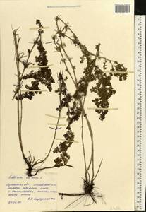 Подмаренник настоящий L., Восточная Европа, Северо-Украинский район (E11) (Украина)