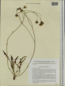 Scorzoneroides autumnalis subsp. autumnalis, Сибирь, Чукотка и Камчатка (S7) (Россия)