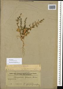 Blitum virgatum subsp. virgatum, Кавказ, Азербайджан (K6) (Азербайджан)