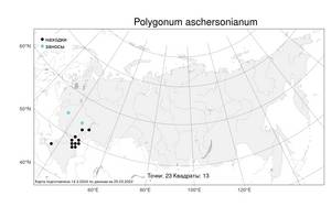Polygonum aschersonianum, Спорыш Ашерсона H. Gross, Атлас флоры России (FLORUS) (Россия)