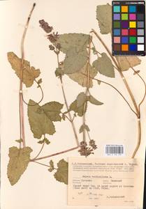 MHA 0 156 495, Шалфей мутовчатый L., Восточная Европа, Центральный район (E4) (Россия)