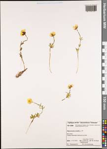 Лютик снеговой L., Сибирь, Центральная Сибирь (S3) (Россия)