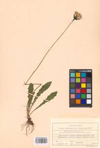 Кульбаба шершаволистная L., Восточная Европа, Московская область и Москва (E4a) (Россия)