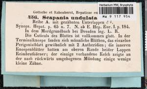 Scapania undulata (L.) Dumort., Гербарий мохообразных, Мхи - Западная Европа (BEu) (Германия)