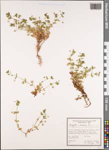 Lysimachia arvensis subsp. arvensis, Зарубежная Азия (ASIA) (Иран)