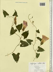 Calystegia sepium subsp. americana (Sims) Brummitt, Восточная Европа, Центральный лесостепной район (E6) (Россия)