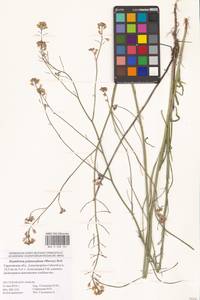 Гулявник изменчивый (Murray) Roth, Восточная Европа, Нижневолжский район (E9) (Россия)