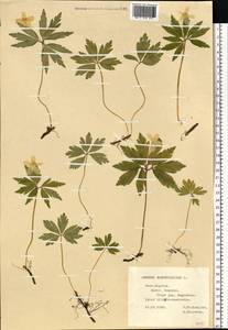 Ветреница лютиковая L., Восточная Европа, Центральный лесостепной район (E6) (Россия)