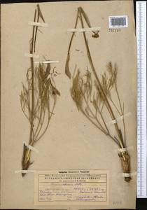 Ферула татарская Fisch. ex Spreng., Средняя Азия и Казахстан, Прикаспийский Устюрт и Северное Приаралье (M8) (Казахстан)