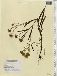 Pentanema caspicum (F. K. Blum ex Ledeb.) G. V. Boiko, Korniy. & Mosyakin, Восточная Европа, Нижневолжский район (E9) (Россия)