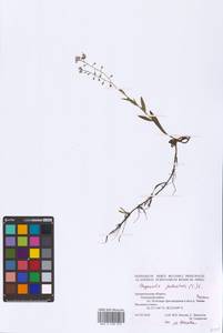 Незабудка скорпионовидная L., Восточная Европа, Северный район (E1) (Россия)