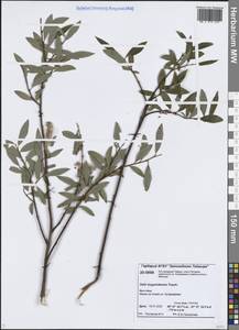 Ива боганидская Trautv., Сибирь, Центральная Сибирь (S3) (Россия)