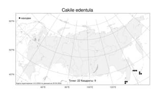Cakile edentula, Морская горчица беззубая (Bigelow) Hook., Атлас флоры России (FLORUS) (Россия)