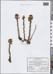 Orobanche centaurina Bertol., Крым (KRYM) (Россия)