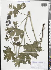 Живокость высокая L., Восточная Европа, Восточный район (E10) (Россия)