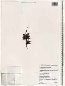 Pinanga baviensis Becc., Зарубежная Азия (ASIA) (Вьетнам)