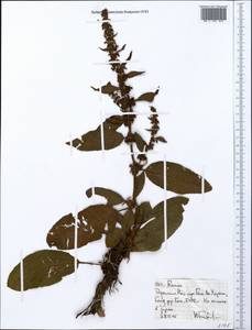 Щавель, Африка (AFR) (Эфиопия)