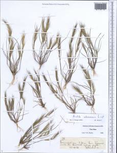 Aristida adscensionis L., Средняя Азия и Казахстан, Северный и Центральный Тянь-Шань (M4) (Киргизия)