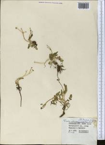 Vicatia coniifolia Wall. ex DC., Средняя Азия и Казахстан, Западный Тянь-Шань и Каратау (M3) (Узбекистан)