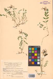 Астрагал альпийский L., Сибирь, Чукотка и Камчатка (S7) (Россия)