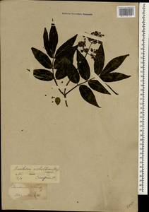 Sambucus racemosa subsp. sieboldiana (Blume ex Miq.) Hara, Зарубежная Азия (ASIA) (Япония)