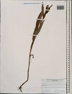 Горец развесистый, Горец щавелелистный (L.) Gray, Восточная Европа, Центральный лесной район (E5) (Россия)