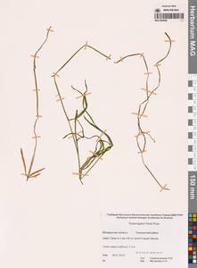 Рдест Фриза, Рдест Фриса Rupr., Сибирь, Чукотка и Камчатка (S7) (Россия)