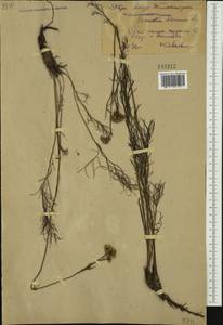 Нителистник сибирский (L.) Kitam., Сибирь, Дальний Восток (S6) (Россия)