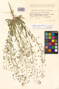 Пастушья сумка восточная Klokov, Восточная Европа, Нижневолжский район (E9) (Россия)