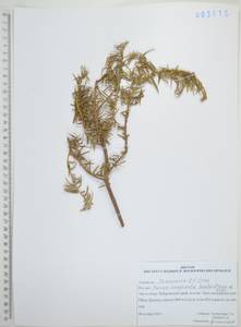 Тис остроконечный, Тисс остроконечный Siebold & Zucc., Сибирь, Дальний Восток (S6) (Россия)